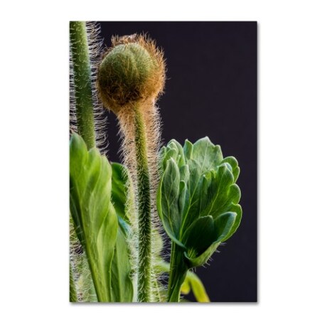 Trademark Fine Art Kurt Shaffer 'Poppy Flower Bud' Canvas Art, 16x24 KS01270-C1624GG